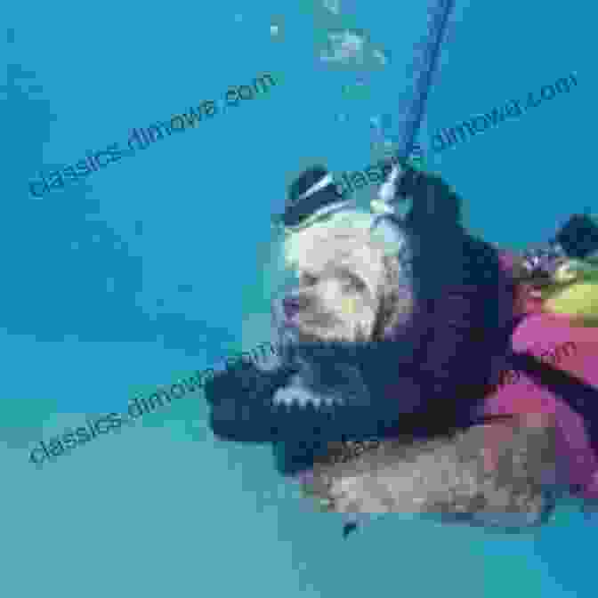 Scruffy, A Golden Retriever Wearing A Scuba Diving Mask And Holding A Diving Flag Scruffy The Scuba Diving Dog