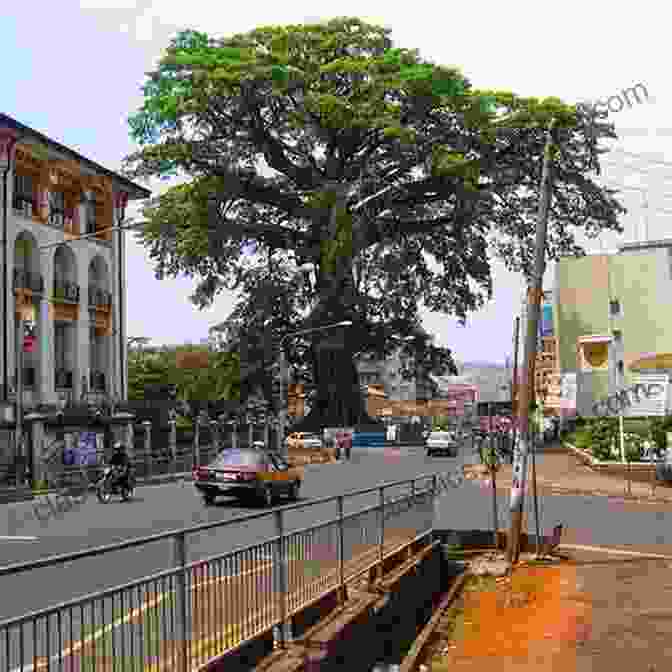 The Iconic Cotton Tree In Freetown, A Symbol Of The City's Rich History And The Resilience Of The Sierra Leonean People. Sierra Leone ( Bradt Travel Guide Bradt Travel Guides)