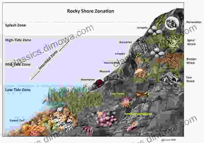 The Vibrant Intertidal Zone Of A Living Shoreline The Living Shore: Rediscovering A Lost World