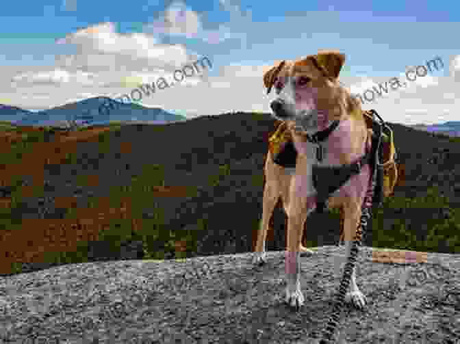 Tips For Hiking With Dogs In Texas Best Hikes With Dogs Texas Hill Country And Coast