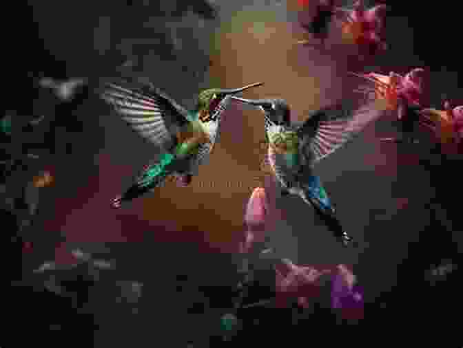 Two Hummingbirds Engage In An Intricate Courtship Dance, Their Iridescent Wings Shimmering In The Sunlight. No Finish Line: Discovering The World S Secrets One Bird At A Time