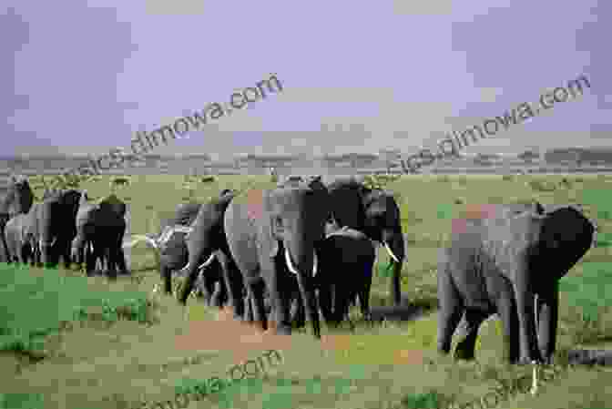 Verena Watching A Herd Of Elephants In The African Savannah Travels With Verena In South America Australia And Africa