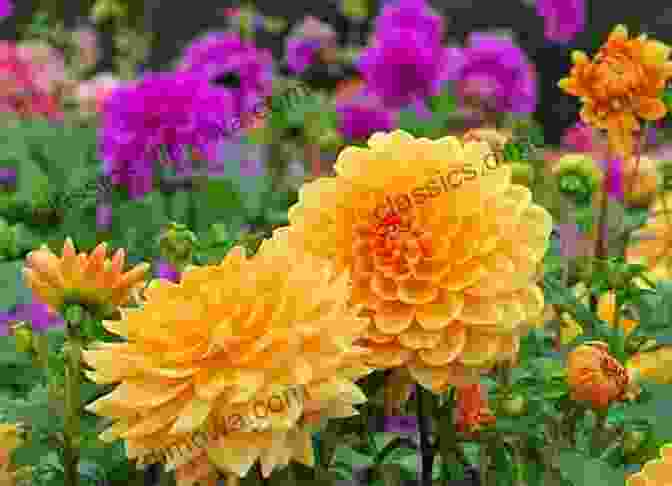 Vibrant Colors Of Blooming Flowers In A Local Garden Stouffville Ontario 2 In Colour Photos: Saving Our History One Photo At A Time (Cruising Ontario 222)